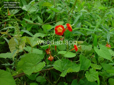 morningglory, red